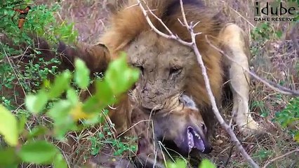 Lions Kill And Eat Hyena - Death At the Hyena Den (4K Video)