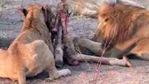 LIONS VS HYENAS - Clash of Enemies