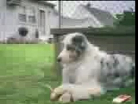 JACKAS funny clips - dog.3gp.mpeg