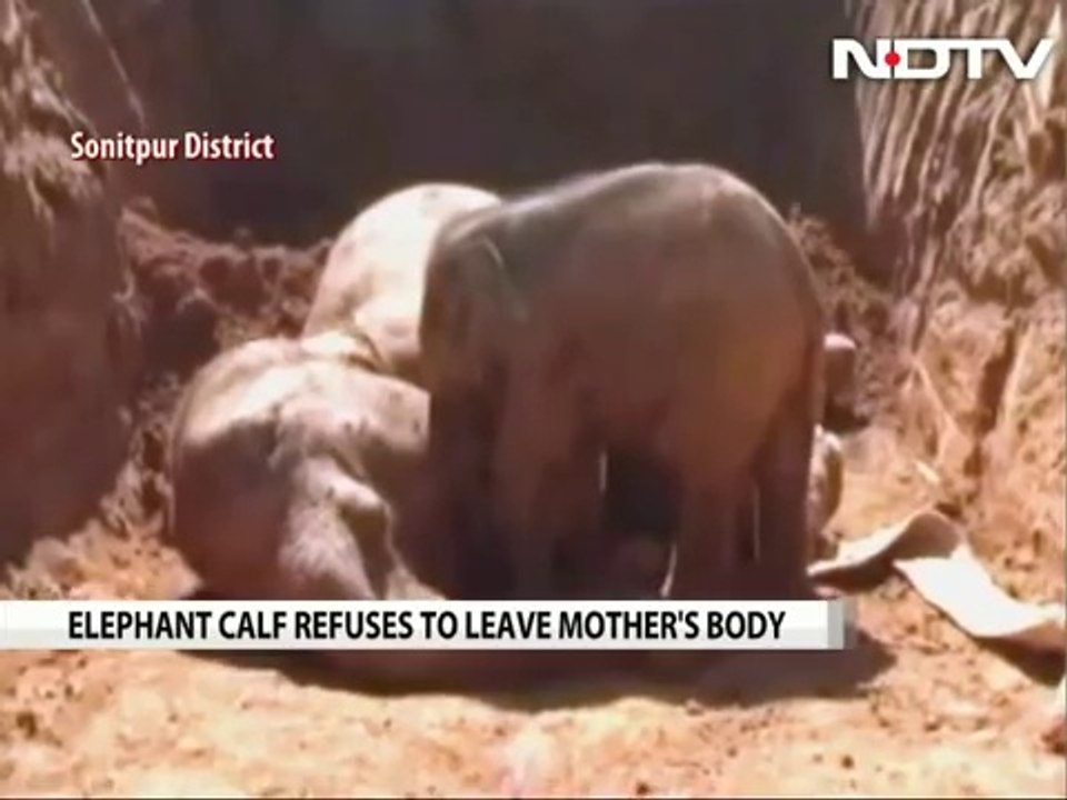 Elephant Calf Refuses To Leave Mother Who Died Trying To Save Him