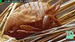 Shocking images show parasitic ‘jigger’ fleas burrowed into human skin