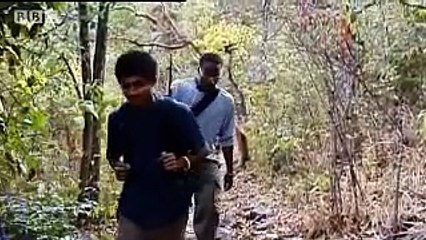 Tourists spread disease - Apes in Danger - BBC wildlife