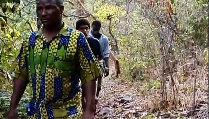 Tourists spread disease - Apes in Danger - BBC