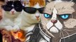 Топ 10 смешных котов Мира ПРИколы с КОТами Топ 10 Смешных Видео Про Котов 09,12,2016