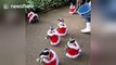 Penguins parade in Christmas outfits