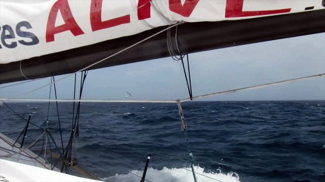 J34 : Les albatros tiennent compagnie à Rich Wilson / Vendée Globe
