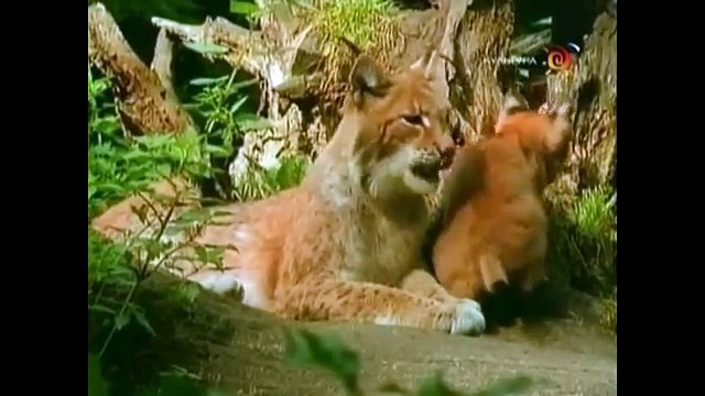 Развивающее видео для детей от года. Дикие животные и их детеныши (Звуки). Умный Ребенок