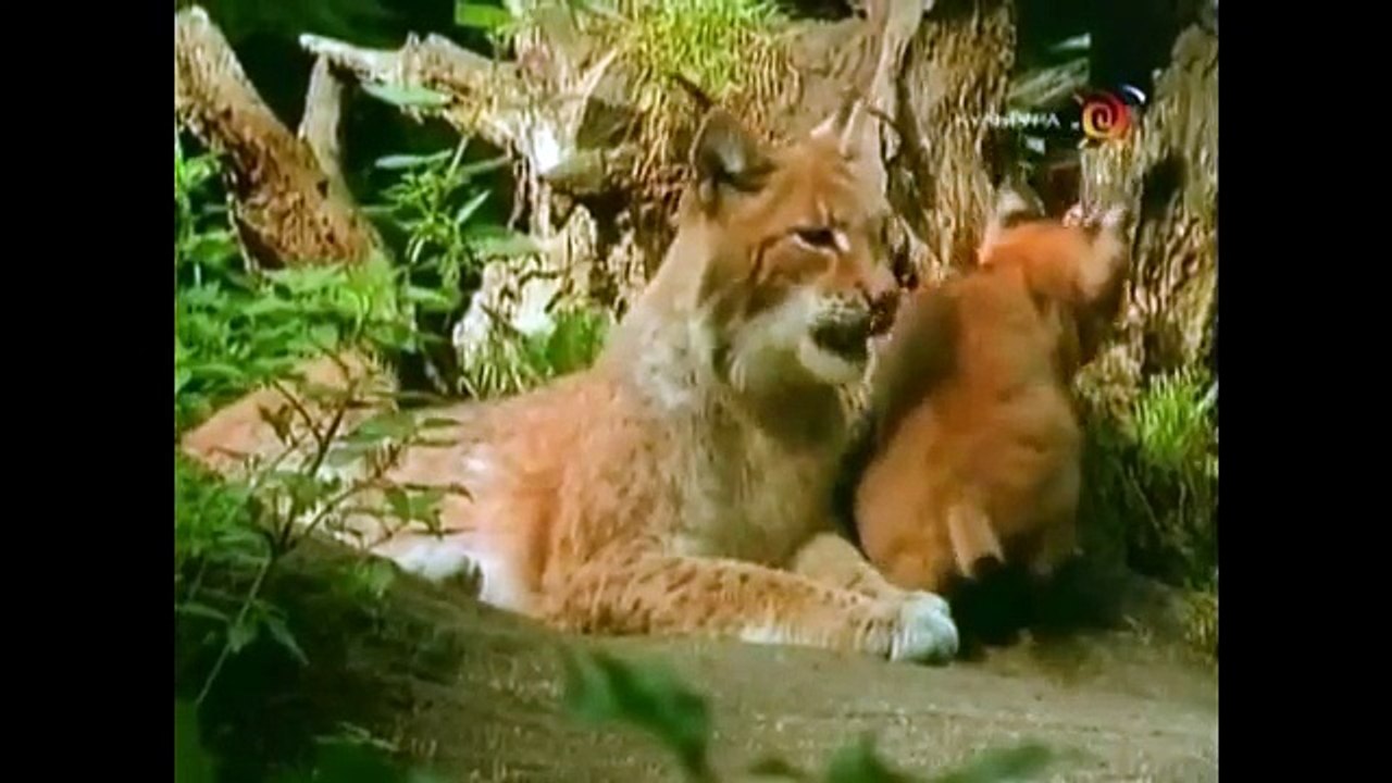 Развивающее видео для детей от года. Дикие животные и их детеныши (Звуки). Умный Ребенок