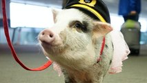 LiLou The Therapy Pig Will Make You Feel Good About Flying