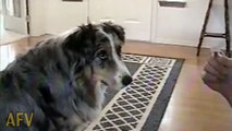 Smart Dog Refuses To Take Treats From The Dog Catcher