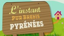 L'instant Pur Brebis Pyrénées - Saison 2 : L'instant Snacking