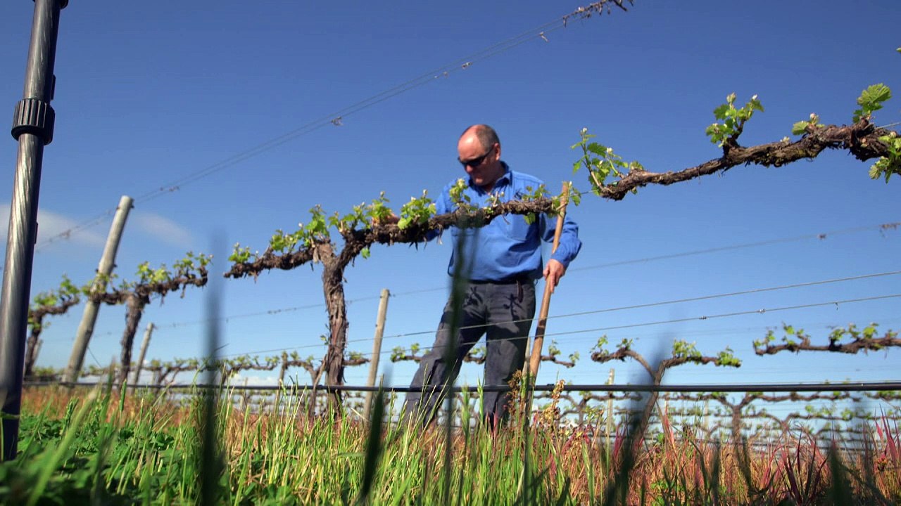 O aquecimento global e o vinho