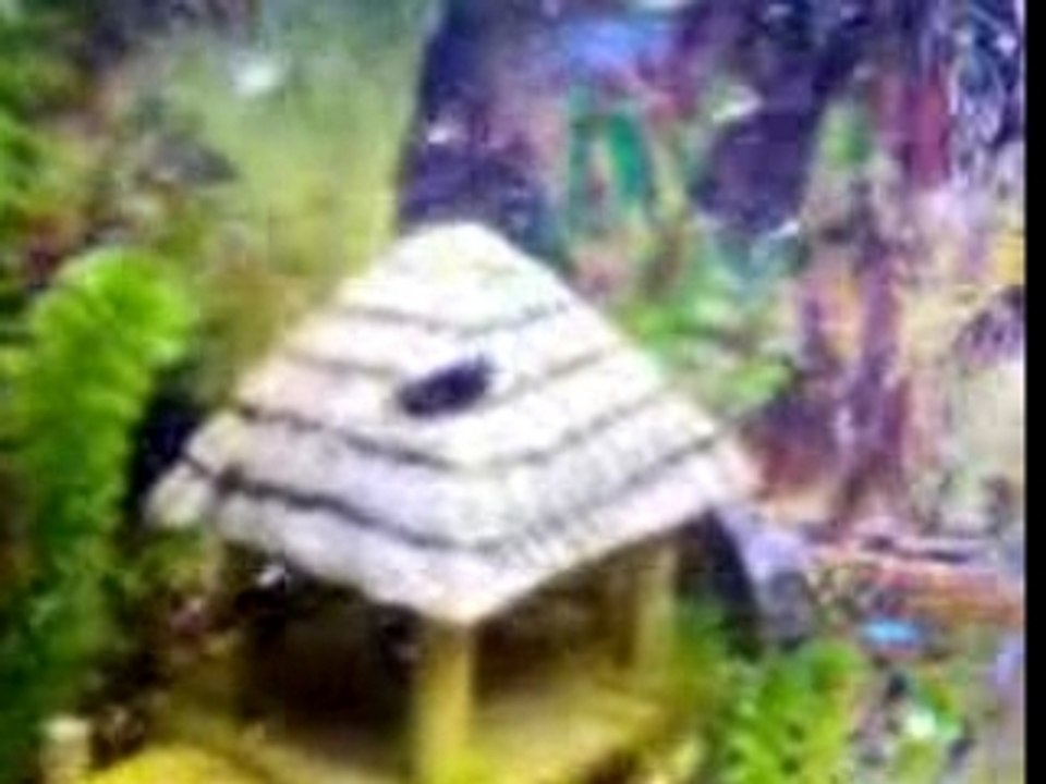 aquarium sa mange