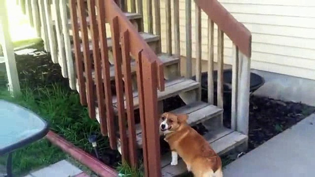 Thom Doggo