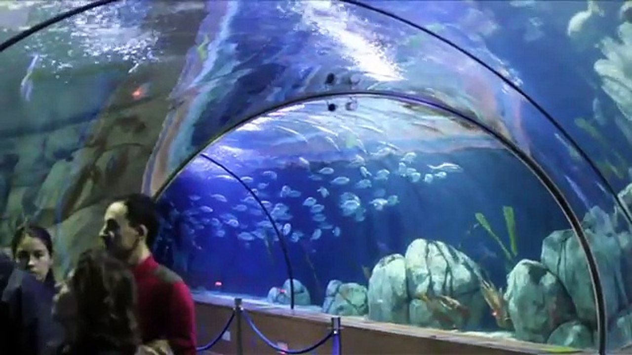 Oceanogràfic de Valence Plus grand Aquarium d'Europe