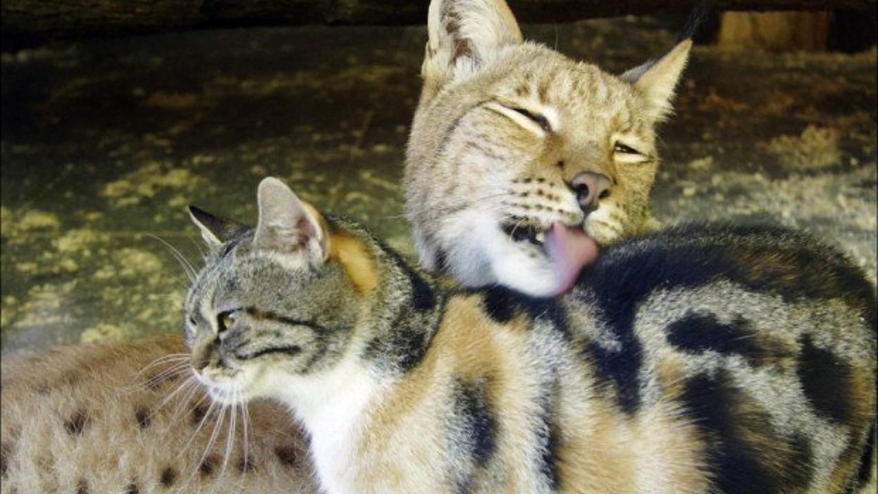 chat