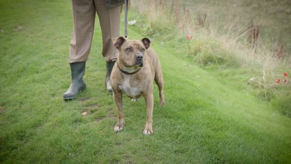 This Dog Is Anthony Hopkins Co-Star In 'Transformers: The Last Knight'