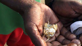 Street Food Around The World - Caught and cooked - Elli Poochi - Mole Crabs - Forgotten Indian street food