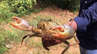 Street Food Around The World - Amazing Kid catching crabs with bare hands - Cooking Fresh Crab Salad