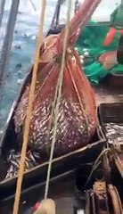 Une énorme surprise se cache dans leur filet de pêche!!!