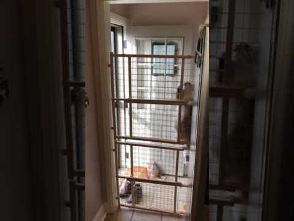 Cat Expertly Climbs Over Indoor Pet Barrier