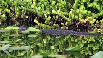 Alligators des Everglades