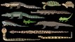 Reptiles - Snakes, Lizards, Crocodilians & Turtles - The Kids' Picture Show (Fun & Educational)