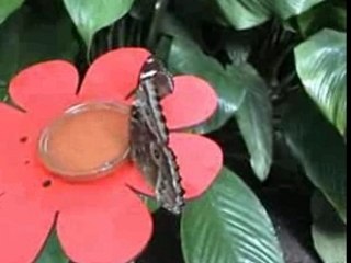 NOS AMIS LES PAPILLONS