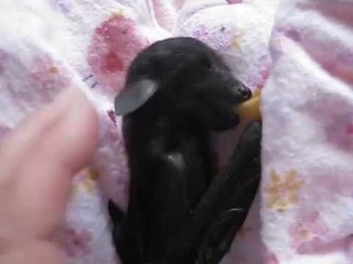 Baby Bat Wants to Be Swaddled and Kept Warm in a Blanket