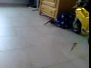 Foufoune la furette 1