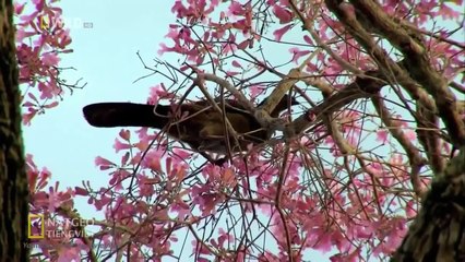 THẾ GIỚI ĐỘNG VẬT Thuyết Minh AMAZON khu rừng bí ẩn