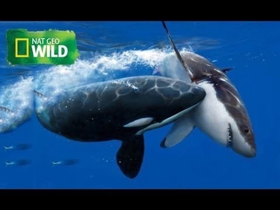 Killer Whale Vs Great White Shark - National Geographic Documentary (HD
