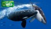 Killer Whale Vs Great White Shark - National Geographic Documentary (HD)