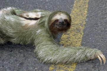 The Laziest Animal in the World (((( Sloth )))))))