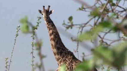 Giraffes "vulnerable to extinction"