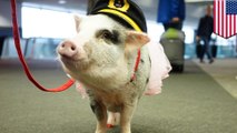 Lilou the pig is SFO’s first therapy pig