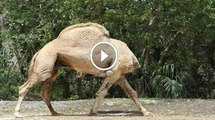 Click on the picture to view the video. See the power of God to live in peace without the camels. Indeed, life and death