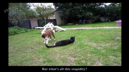 KARATÉ CAT - PAROLE DE CHAT-1l5xp_d7_jA