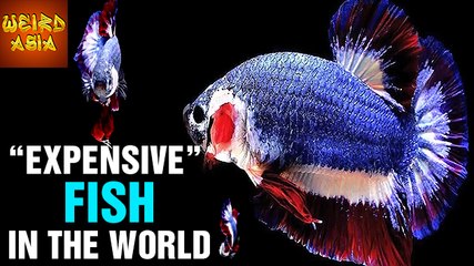 Most "EXPENSIVE" Fish In The World | Weird Asia