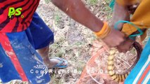 Wow Amazing Two Children Catch Snake By Hands | How To Catch Python By Hand In Cambodia | PS Daily