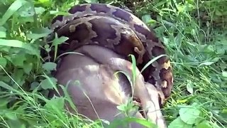 World's Biggest SNAKE ANACONDA Found in America's Amazon River | Most Amazing Wild Animals Attacks