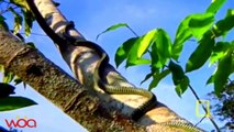 Snakes really can fly ? - Real Flying Snakes