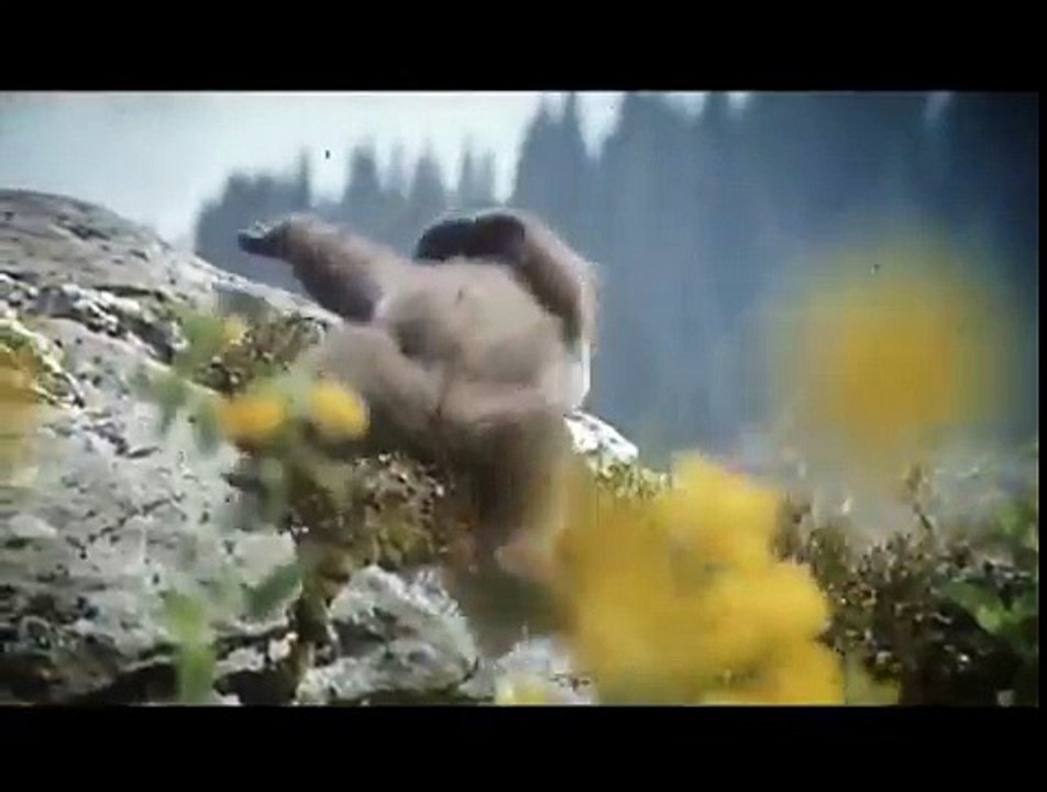 L'Ours