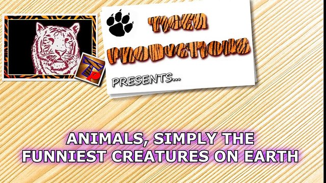 Animals, funniest and most amusing creatures on Earth - Super funny animal compilation