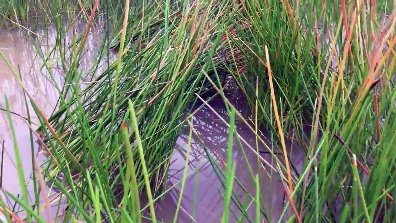 Amazing Crab Trap   How to Catch Crabs useing the trap   in cambodia