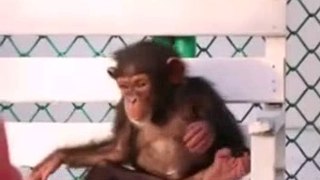 Very Funny Monkey Best Compilation 2016