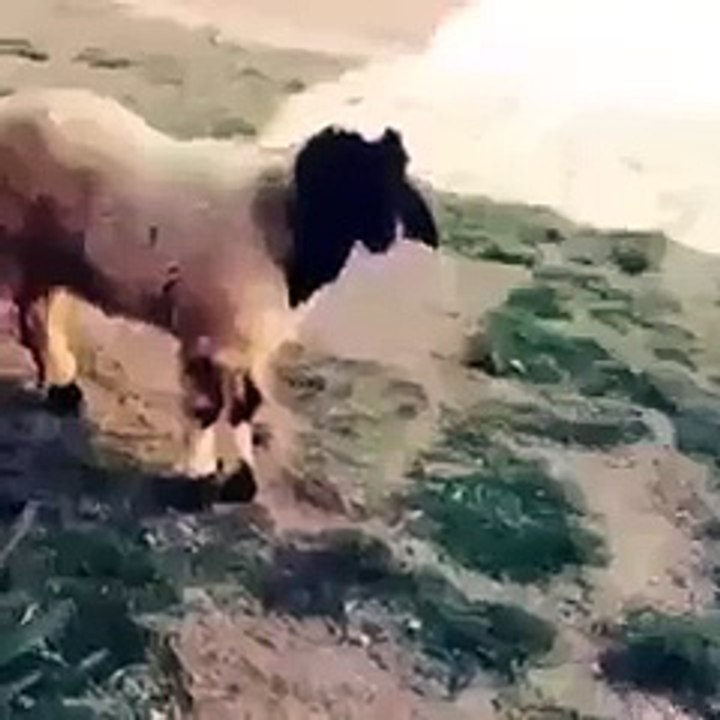 New Awesome Funny Video 2016-Fustastic Funny Video