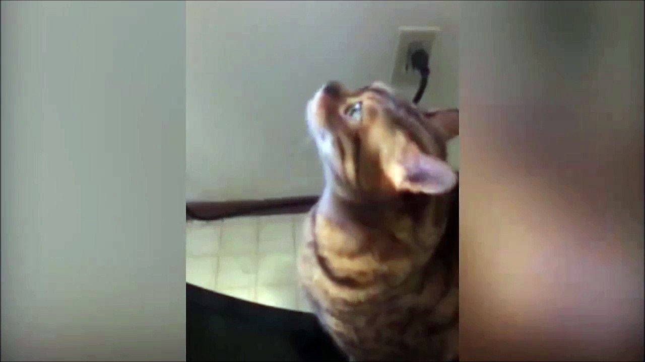 Quand ton chat te refait la scène de l'Exorciste... Flippant!