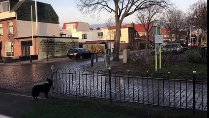 Ce chien lance son ballon à tous les passants dans la rue... Adorable