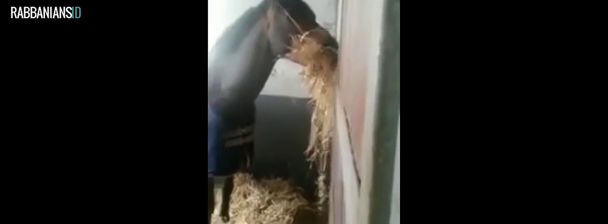 animals-bird-1_3